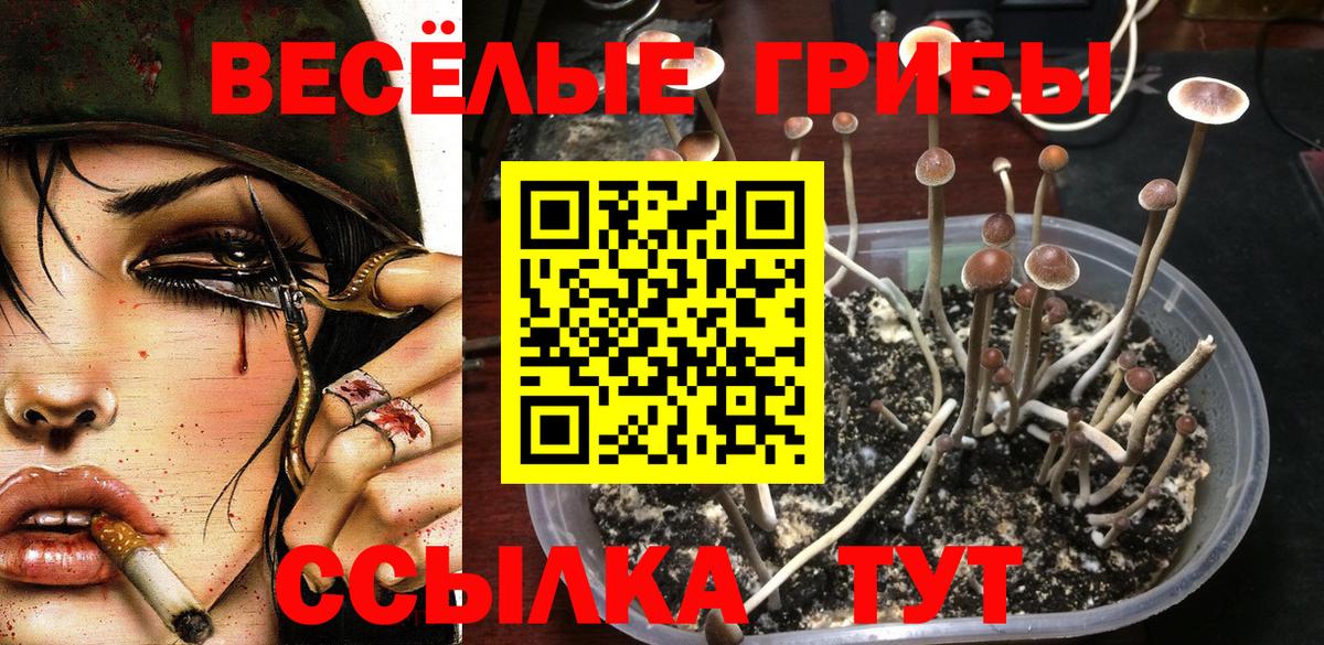 Псилоцибиновые грибы Psilocybine cubensis  Вход с VPN  Псилоцибиновые грибы Cubensis  Вятские Поляны 